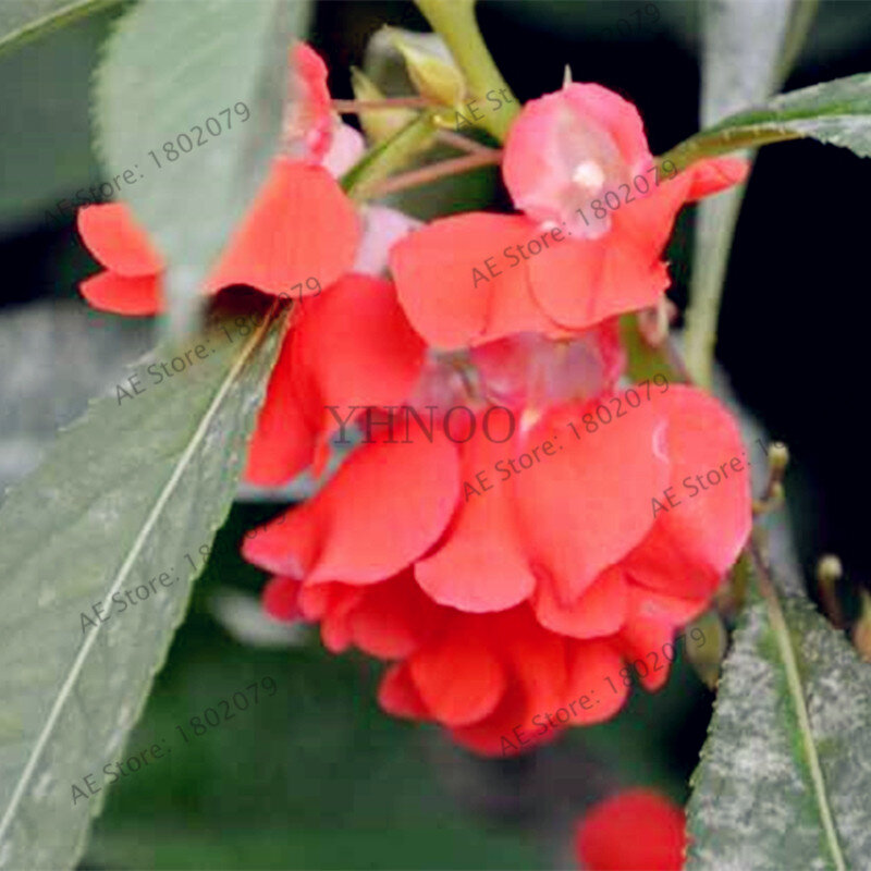 100 unids/bolsa Bonsai Impatiens flor flores Toutch no-me-Flor plantas de planta de bonsái para el hogar y la plantación de jardín