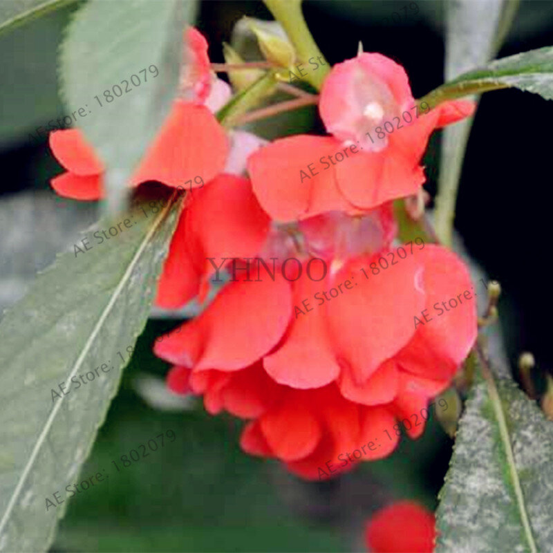 100 pçs/saco Bonsai Impatiens flor flores, Toutch-me-not flor plantas, planta bonsai para casa e jardim plantio