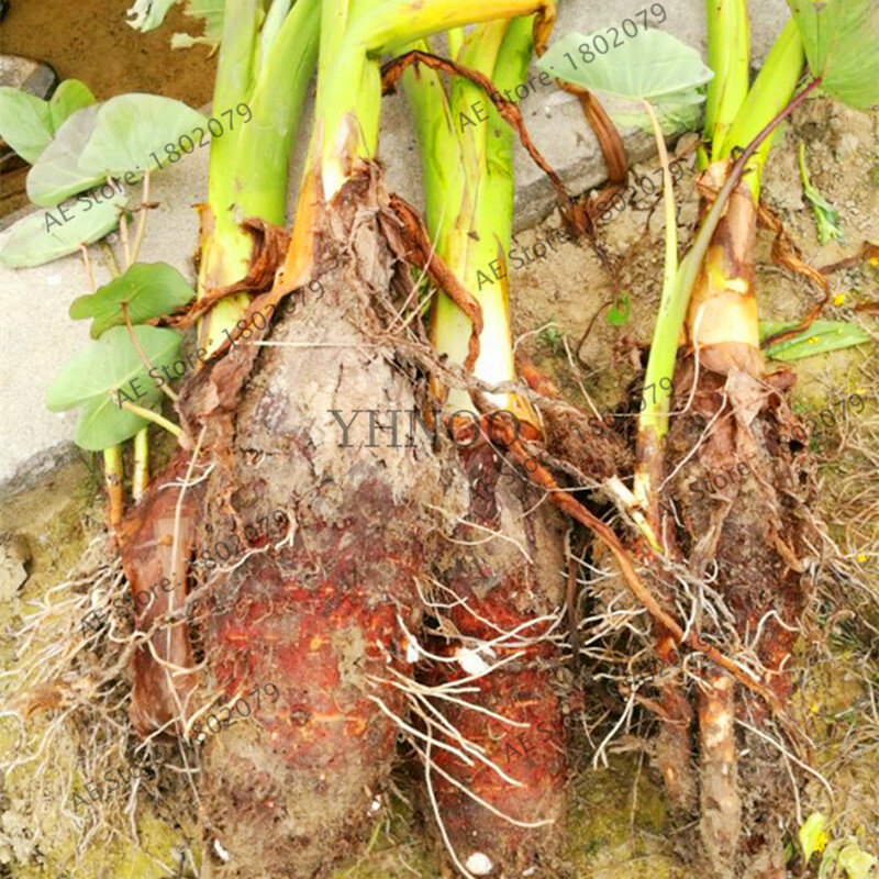 Шт. 100 шт. Таро бонсай, богатые питательными веществами овощной сад, вкусные домашние овощи, растение Флорес