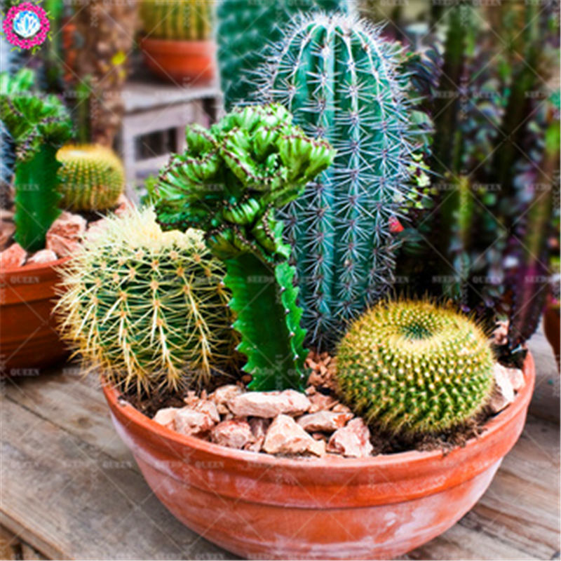 50pcs Mixed Cactus Seeds Real Prickly Pear Succulent Plant Seeds