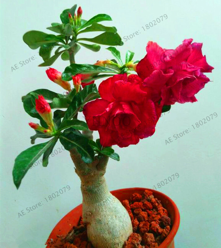 Cores misturadas raras deserto rosa com fogo vermelho coração flor, 5 unidades/pacote, bonsai planta para jardim em casa.