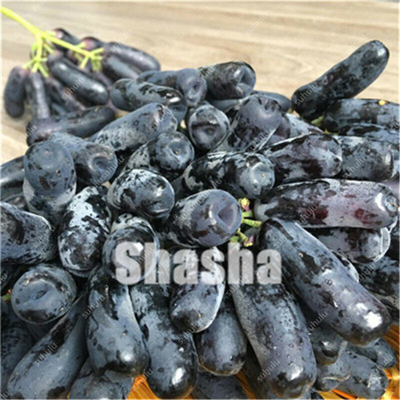 10 sztuk czarny palec winogron ameryka Giant winogron Bonsai jadalne soczyste drzewa owocowe bylina domowa dom ogród doniczkowe rośliny