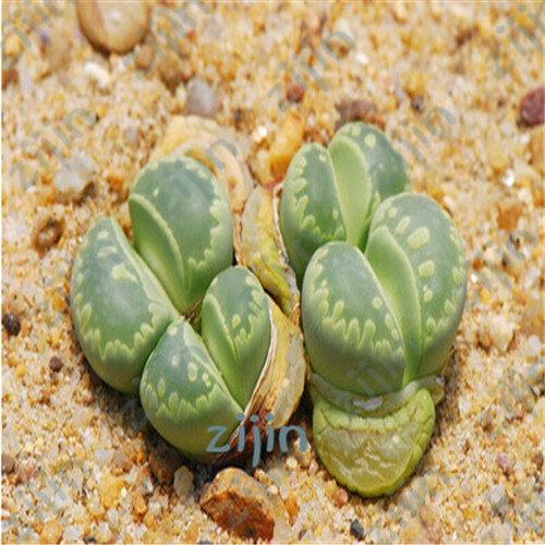 100 unids/bolsa mezcla suculenta interior Bonsai Lithops Pseudotruncatella Mini planta de jardín para macetas Macetas