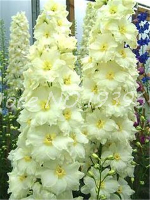 100 pçs/saco bonsai delphinium muti-color delphinium consolida orgânico japão bonito quarto gigante flores jardim planta hardy