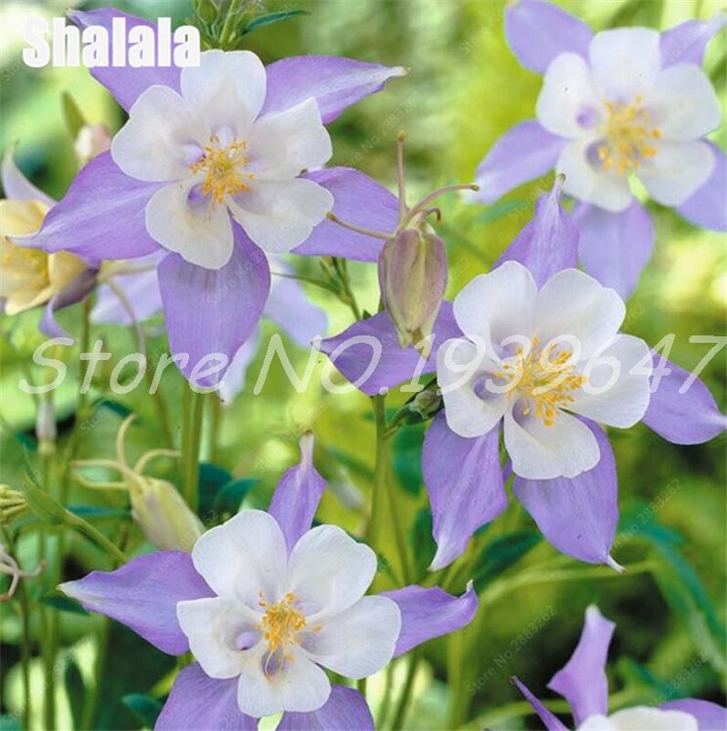 200 sztuk Hardy Bonsai roślin piękny kwiat orlik mieszanych europejskich wieloletnia kwiat Bonsai roślin, upiększanie domu i ogrodu
