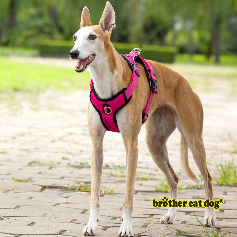On Sale Big Harness For Dog Outdoor Walking French Bulldog Golden Retriever Medium Large Animal Pet Chest Strap Handle Collar