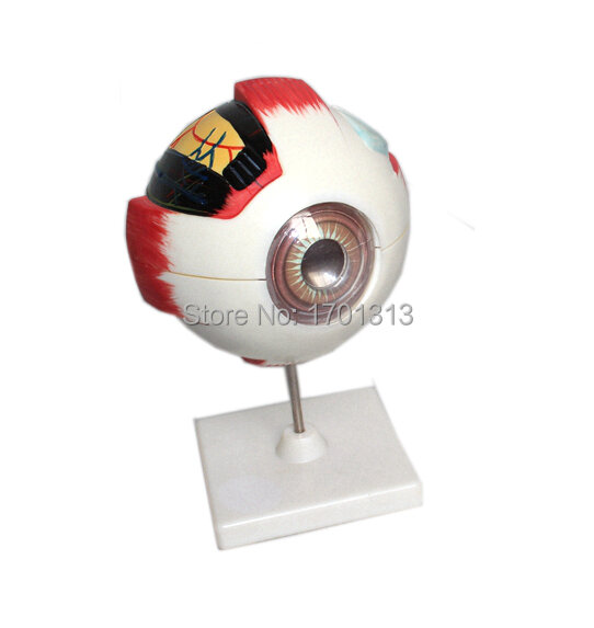 Modelo de globo ocular de 15cm de diâmetro, decoração especial, personalizada, estatuetas decorativas, biologia, oftalmologia, médico