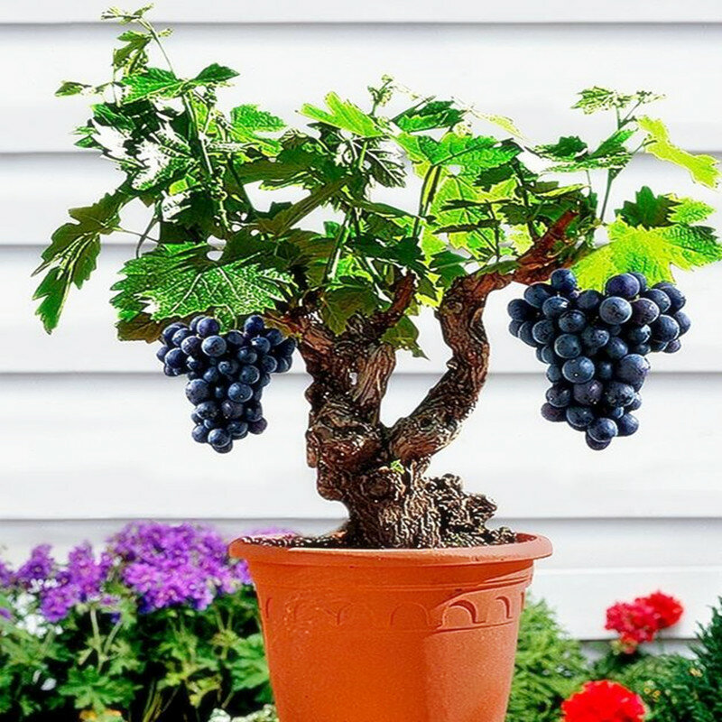 Миниатюрная Виноградная лоза бонсай-PATIO SYRAH-Vitis Vinifera-комнатное растение-20 шт.-фрукты бонсай