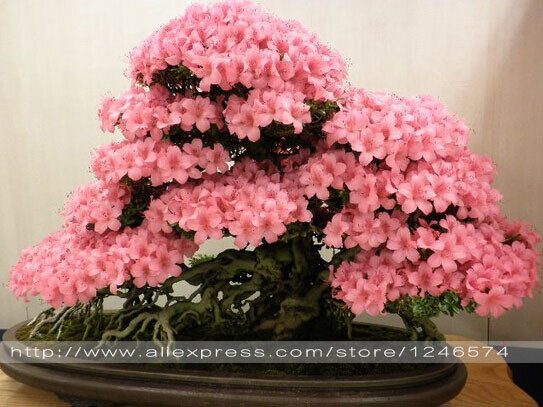 10PCS rare sakura seeds bonsai flower Cherry Blossoms Tree cherry blossom seeds Bonsai plants for home & garden