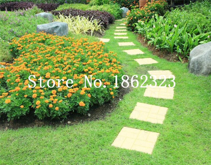 1000 Pcs Japanese Forest Grass lawn, Perennial Evergreen Lawn bonsai plant, Beautiful Garden Ornamental Plant, Easy to Grow
