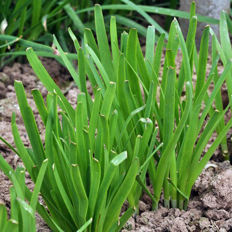 100 Pcs Garlic Chives Seeds Chinese Organic Vegetable Seeds Non-GMO Healthy Bonsai Green Food Vegatable For Home Garden