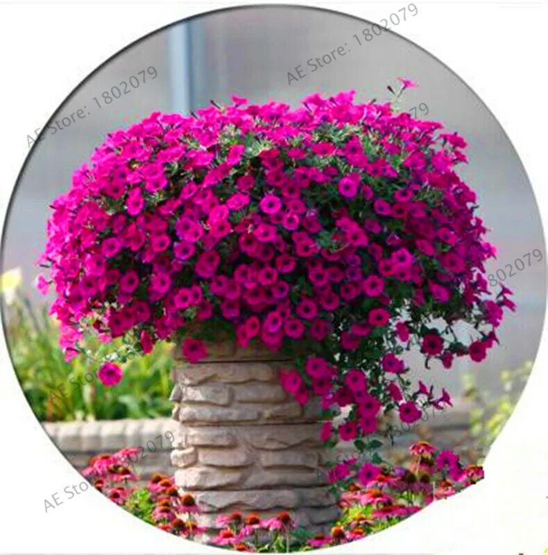 Best-seller! 200 pièces pendaison pétunia mixte flores couleur vagues belles fleurs pour plante de jardin bonsaï fleur plantas, # BJLC4O