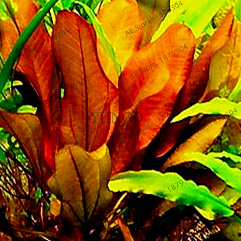 100 sztuk/worek rośliny akwariowe bonsai trawa woda roślina wodna ogród kryty roślina ozdobna trawa flores na domowe akwarium