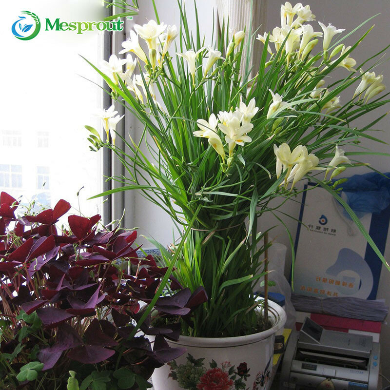 50 шт. белая фрезия лампы помещении в горшках цветы орхидеи, терраса в саду Многолетнее Семена цветов