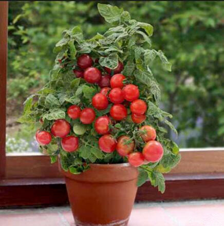 200 unids/bolsa escalada tomate bonsai comestible plantas de tomate vegetal no-gmo alimentos pot hogar jardín planta