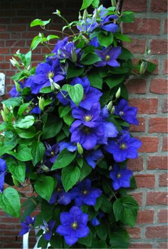 100 Pcs Clematis Bonsai Real Rare Clematis Plant Outdoor Plant Natural Growth Bonsai Home Garden DIY Plant Best Birthday Gift
