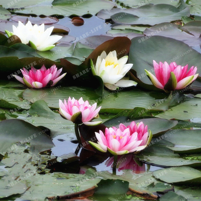 5 Pcs Aquatic Plants Flower Seeds Bowl Lotus Water Lilies Lotus Seeds 100% Genuine Rainbow Seeds For DIY Home Garden Planting