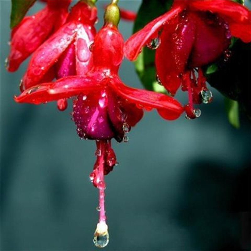 200 pièces Fuchsia Bonsaï Jardin Balcon Lanternes Fleurs Bégonia Malus Spectabilis bonsaï fleurs Chinois décoratif fleur plante