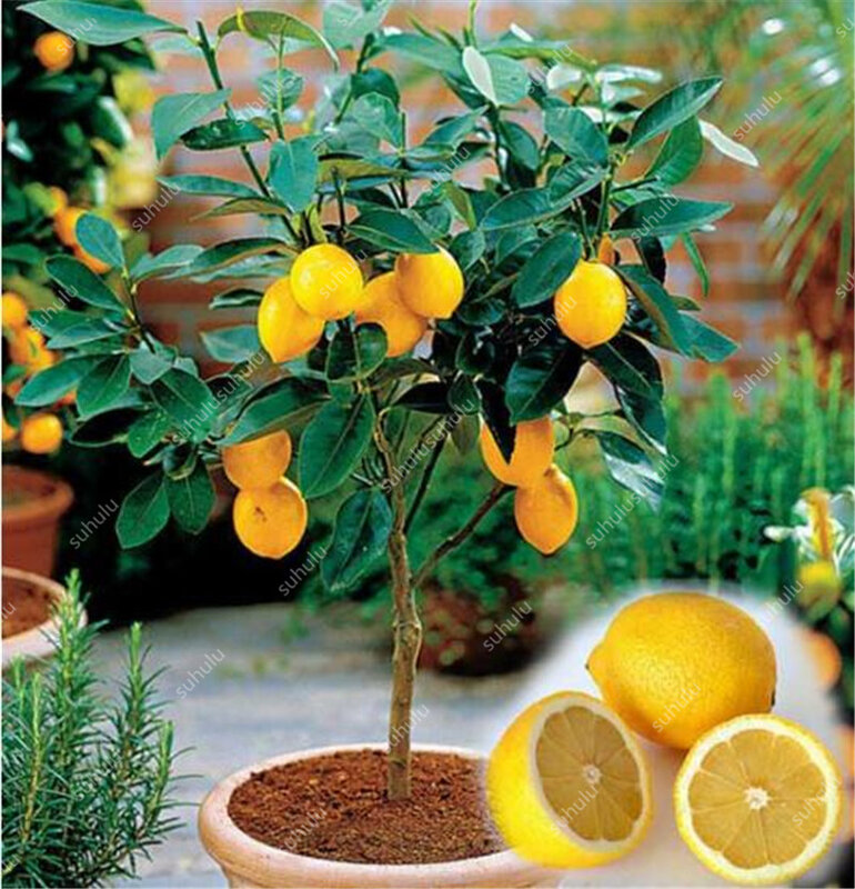 Большая распродажа! 20 шт. бонсай лимон в горшках съедобный мандарин цитрусовые фрукты карликовое лимонное дерево комнатное растение для до...