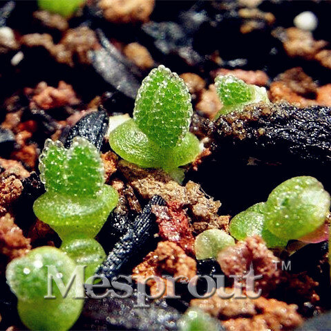 100 PCS Lithops Monilaria Obconica Seeds Bunny Ears Stone Flower Seeds Bonsai plants Seeds for home & Garden Office Radiation