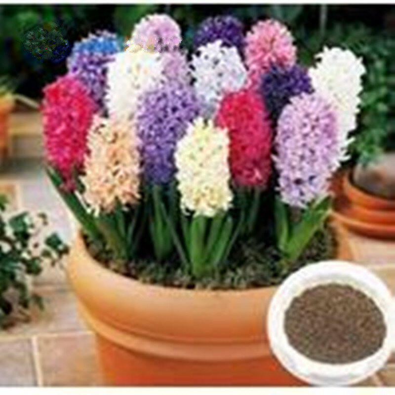100pcs  / bag-beautiful Outdoor  Hyacinthus Orientalischeap Hyacinth potted Bonsai balcony flower for home garden Planting
