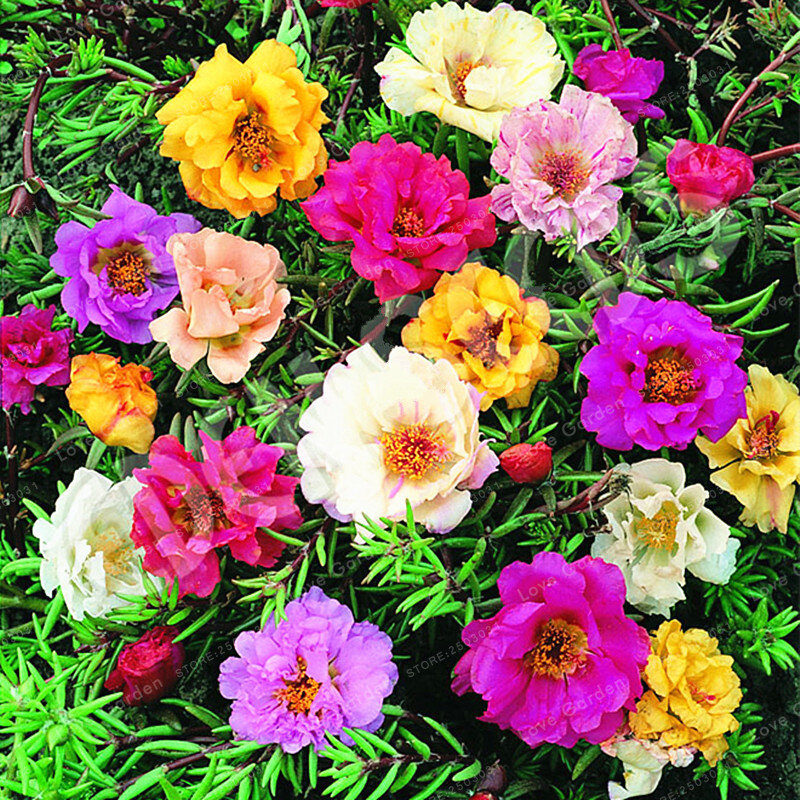 100 шт Смешанные Цвет мох-розовое портулака двойной цветок бонсай для посадки (семена цветов-портулак) термоустойчивые легко растет