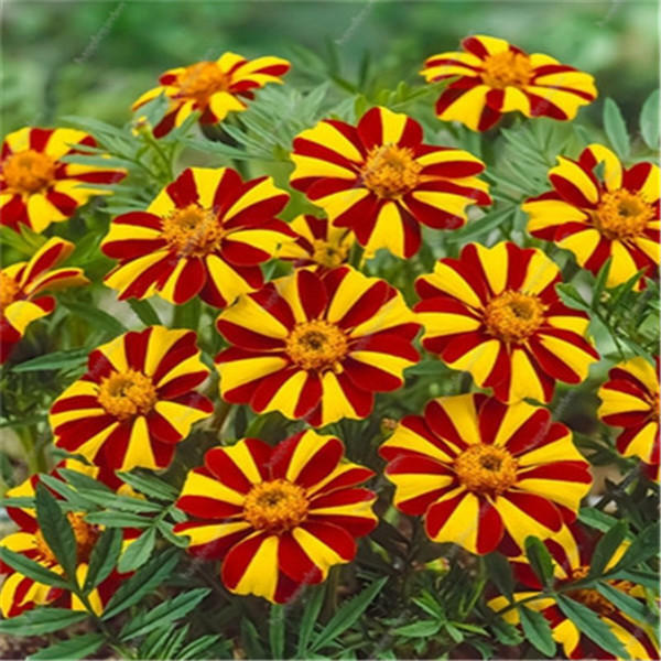 Big promotion! Violet daisy 100 / bag beautiful daisy bonsai flower natural plant home garden decoration free shipping