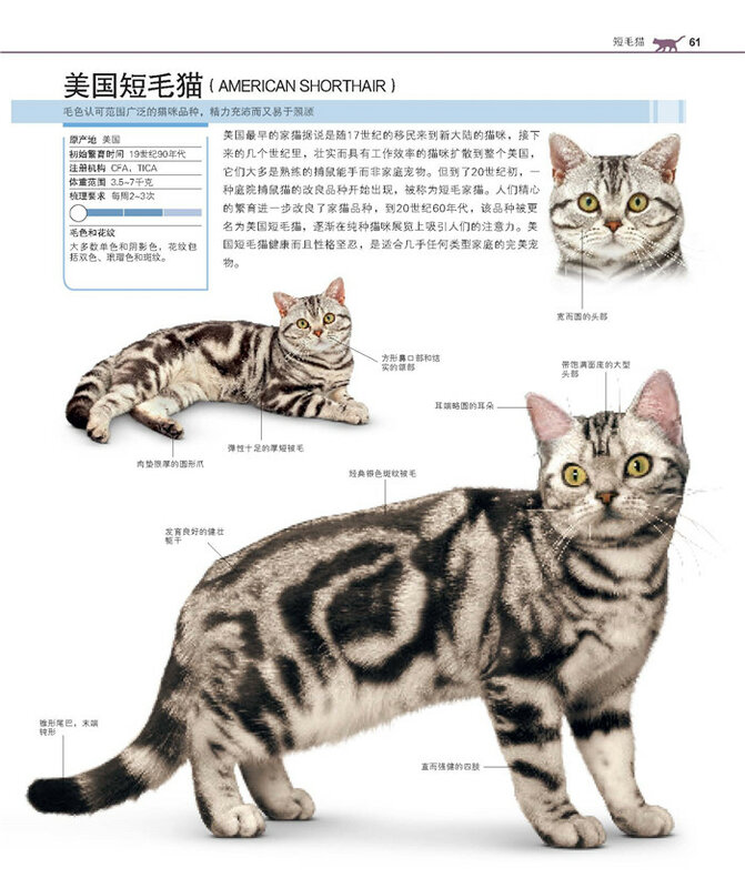 Libro completo de la raza de gatos para adultos, accesorio de la famosa encía domesticada del mundo, nuevo, 1 unidad