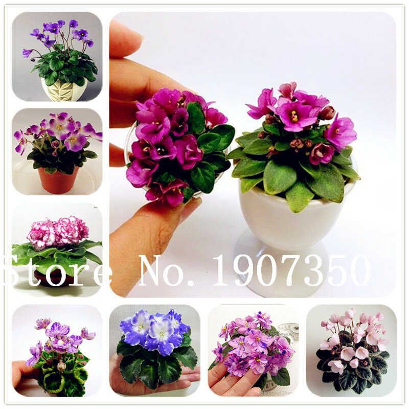 Casa Jardim Bonsai 200 pcs Variedade de Cores Mini Violet Flower Garden Plantas Violeta Flores Erva Perene Matthiola Incana