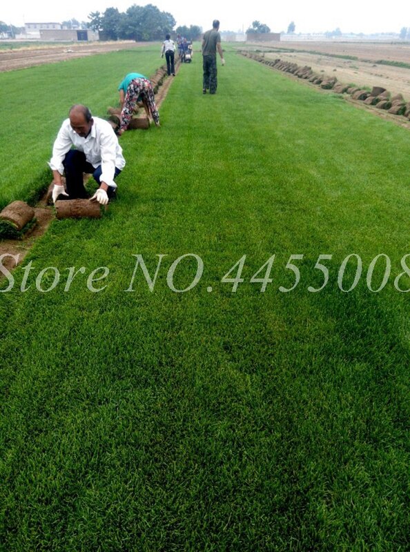 Heißer Verkauf!!! 1000 stücke Seltene Rasen Gras Importiert Mehrjährige Rasen Bonsai Topf Blumen Garten Outdoor Zierpflanze Einfach zu Wachsen