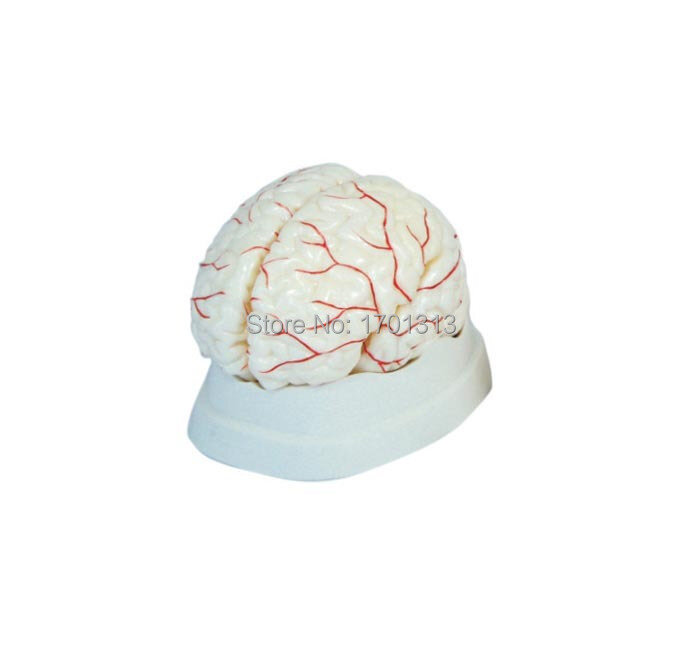 Modelo de arteria Cerebral 1:1, modelo médico de cabeza, decoración especial clínica, figuritas decorativas personalizadas