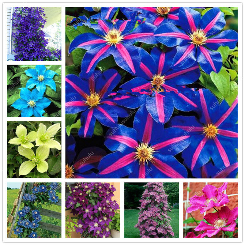 100 Pcs Clematis Bonsai Real Rare Clematis Plant Outdoor Plant Natural Growth Bonsai Home Garden DIY Plant Best Birthday Gift
