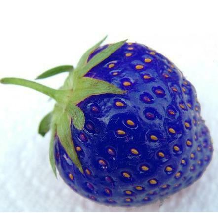 500 unids/bolsa fresa azul fruta rara planta de jardín casero bonsai Venta caliente