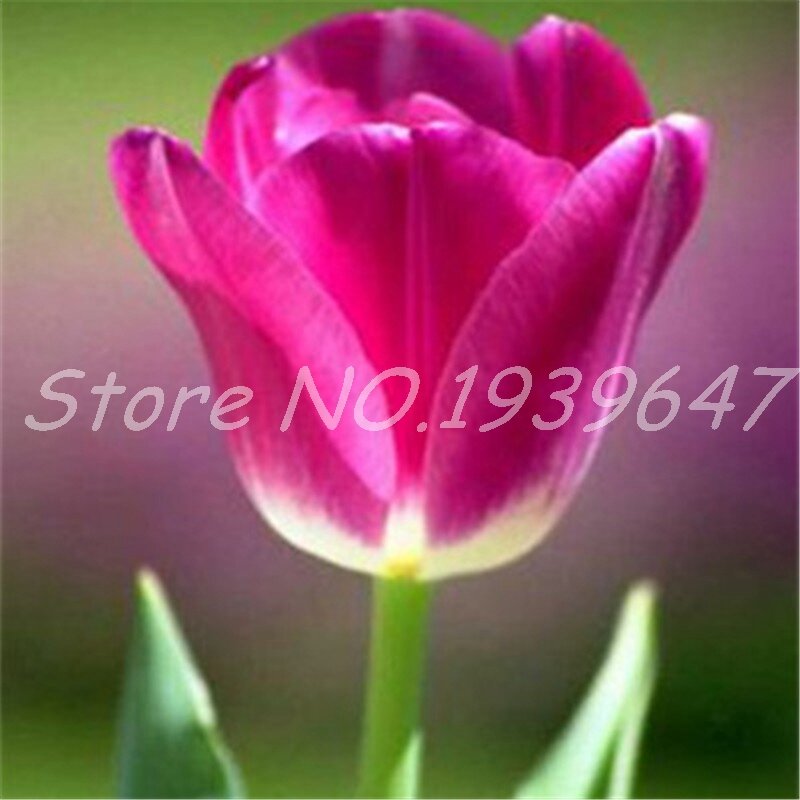 200 Pcs Bonsai Tulip Flower Beautiful Tulipanes Flower Plant For Garden Bloom Plants(Not Tulip Bulbs ) Flower Symbolizes Love