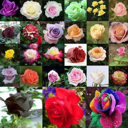 200 pz Stile Misto Rare Piante Decor Multi-colori Rose Peony Semi di Fiore