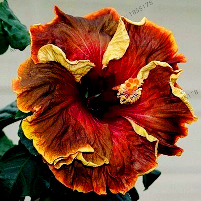 Grande vente! 105 pièces/sac 24 couleurs Dinnerplate Hibiscus vivace fleur maison et jardin plante use10-12 pouces fleurs