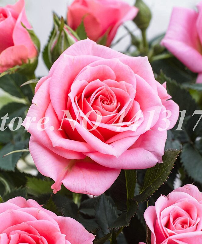 300 teile/beutel Wunderschöne Rose Indoor Duftenden Charming Englisch Rosa Blume Garten Anlage für Home Bonsai Topf De Flore