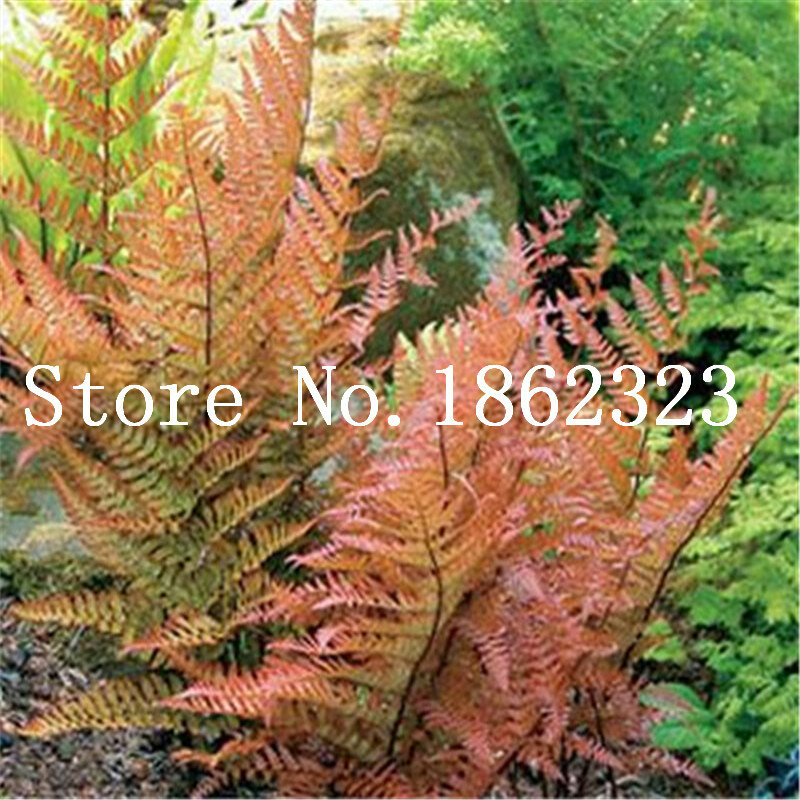 100 pçs colorido samambaia bonsai trepadeira rara vinha grama mista folhagem plantas bonsai planta exótica para vasos de flores plantadores venda quente