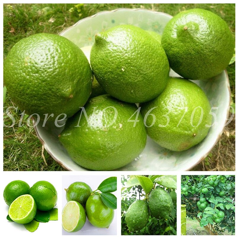 50 Pcs Bonsai Drawf Lemon Tree Organic Fruit Exotic Citrus Outdoor Potted Trees Fresh Plant For Home Garden Supplies Easy Grow