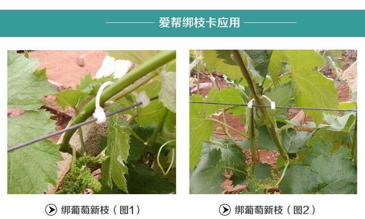 (1 teile/los) Trauben Qualität Durable Kunststoff Schlinge Clips Fastener Pflanze Reben Tomaten Gemüse Bush Ranke Binder Landwirtschaft Clip