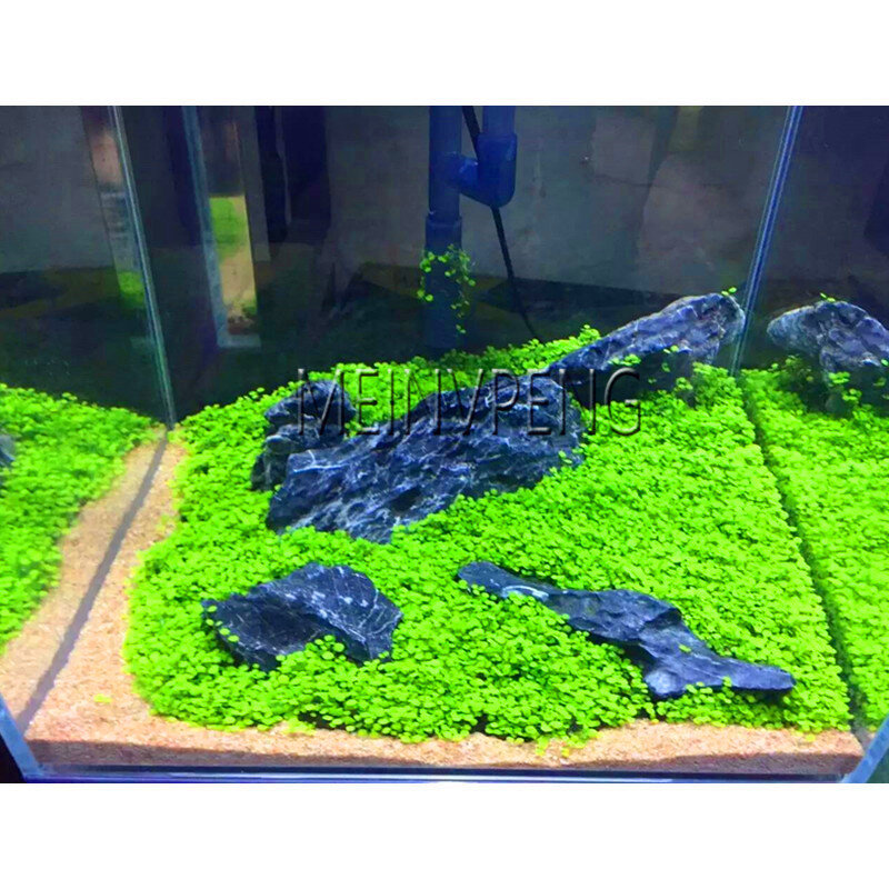Подлинный! 200 Смешанные аквариумные растения бонсай Трава водный для воды растения плантасы для домашнего сада рыба как, #64RJGR