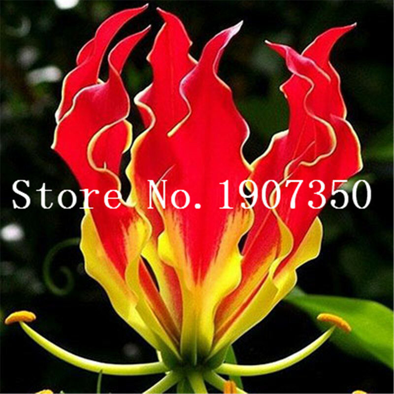 Hermosa Gran Flor de bonsái lirio 200 Uds. Colorido bonsái no lirio bulbos plantas raras en maceta jardinería hogar DIY flor