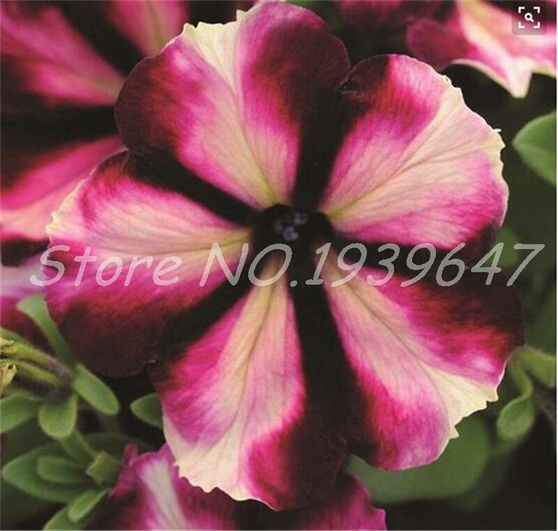 200 pcs 희귀 한 색상 petunia 공장 분재 꽃 식물 짧은 높이 정원 다년생 꽃 식물 실내 및 ourdoor 식물 냄비