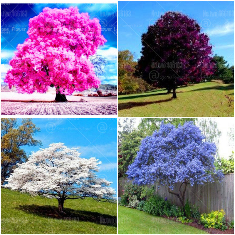 20 piezas flores de cerezo mixtas bonsái plantas raras múltiples colores Cerezo hermoso Sakura flor bonsái para plantas de jardín del hogar