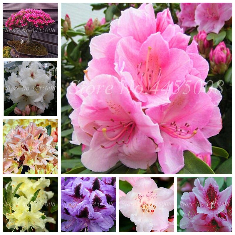 100 unids/bolsa raro Azalea Rhododendron plantas Biji maceta como geranio lirios De Flores Raras planta Bonsai decoración De jardín