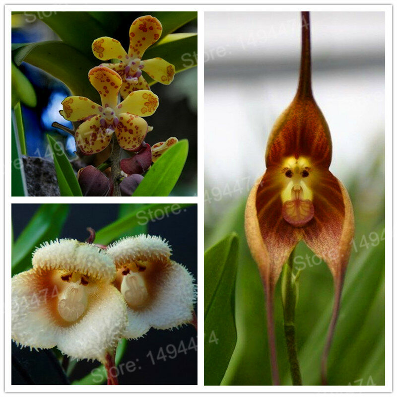 200 pièces/sac orchidée Rare flores, orchidée rare bonsaï plante plantas singe visage fleur plante croissance naturelle fleur bonsaï pour la maison g