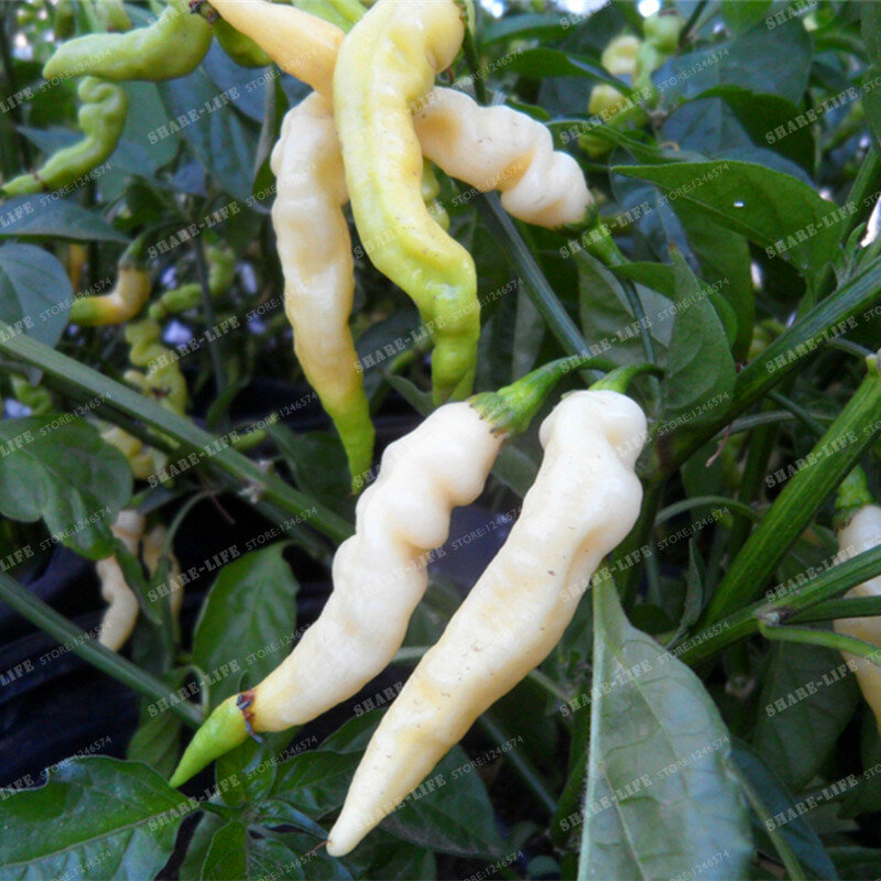Aribibi Gusano Pepper Rare Bolivian Chili Super Hot White Caterpillar Pepper Bonsai Organic Vegetable Bonsai Plant pot 100 PCS