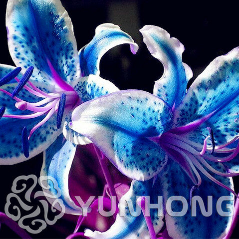 Offre spéciale vrai lys bonsaï 24 couleurs, (plante de lys), fleur Lilium plante, parfum faible, bonsaï Pot plante pour la maison gGarden-50 pièces