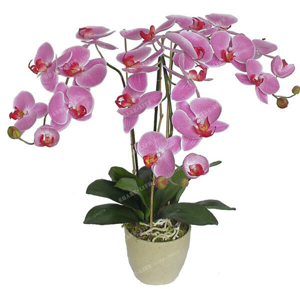 Orquídea 100 PCS