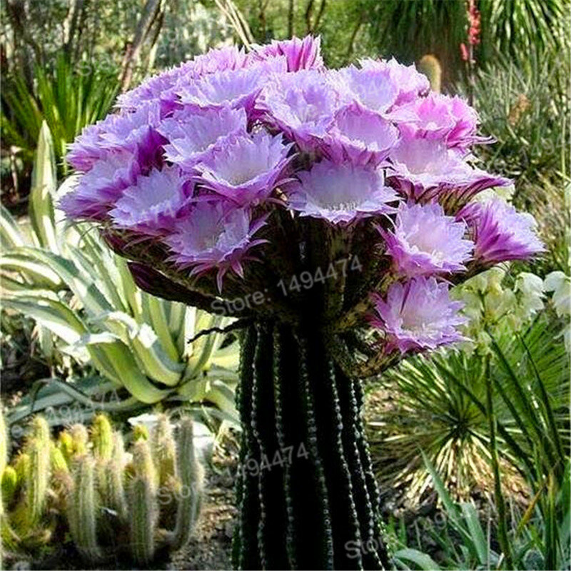 100 plantas de flores de cactus suculentas plantas de loto Lithops pseudotruncatella planta de bonsai para el jardín en casa, fácil de gro